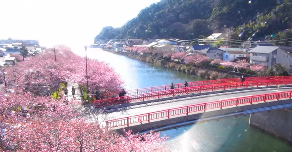 Kawazu Cherry Blossoms