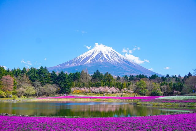 Fuji Shibazakura Festival